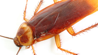 iPod-Controlled Roaches Dance to Lady GaGa